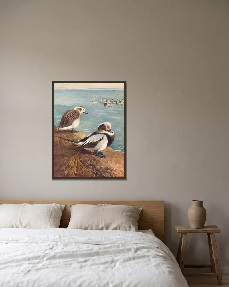 Long-Tailed Duck (Winter), 1913 – nr 1 av Archibald Thorburn inramad på en vägg