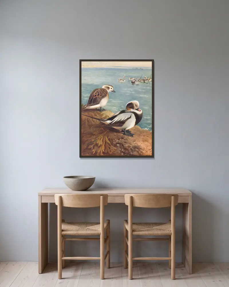 Long-Tailed Duck (Winter), 1913 – nr 1 av Archibald Thorburn inramad på en vägg