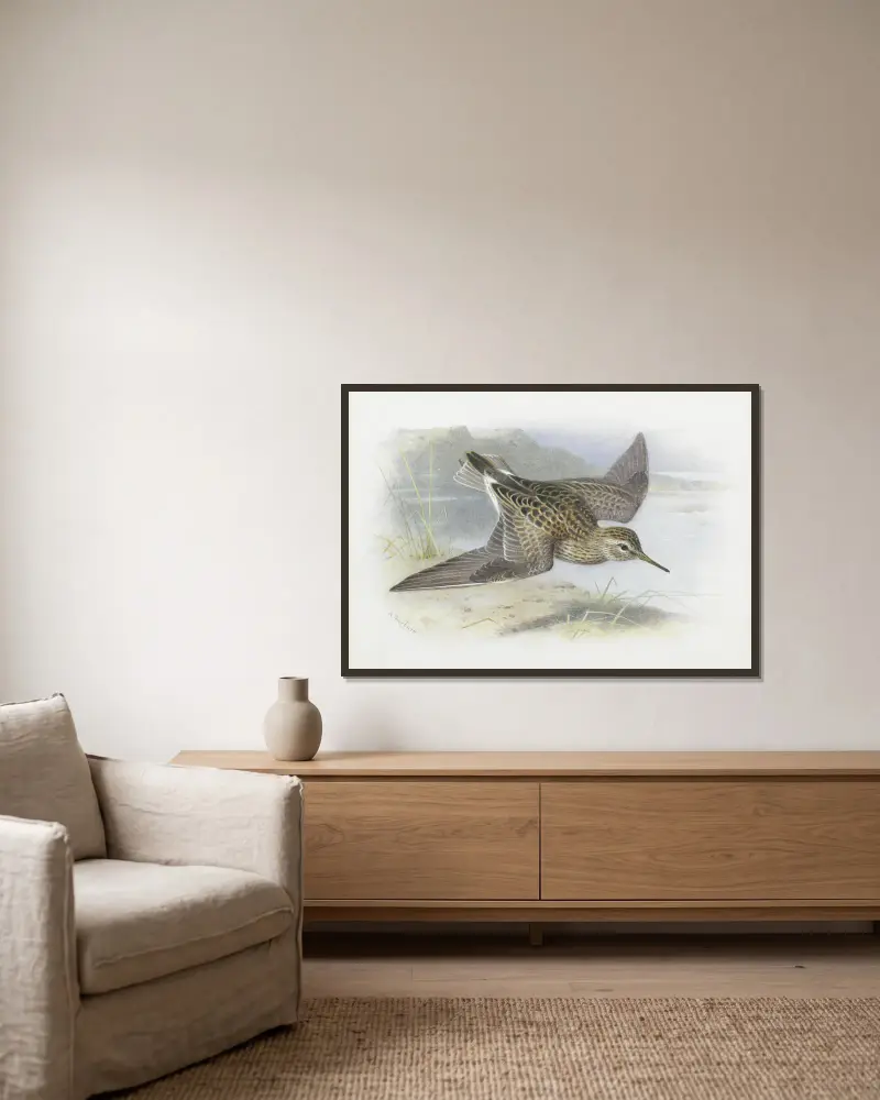 Pectoral Sandpiper av Archibald Thorburn inramad på en vägg