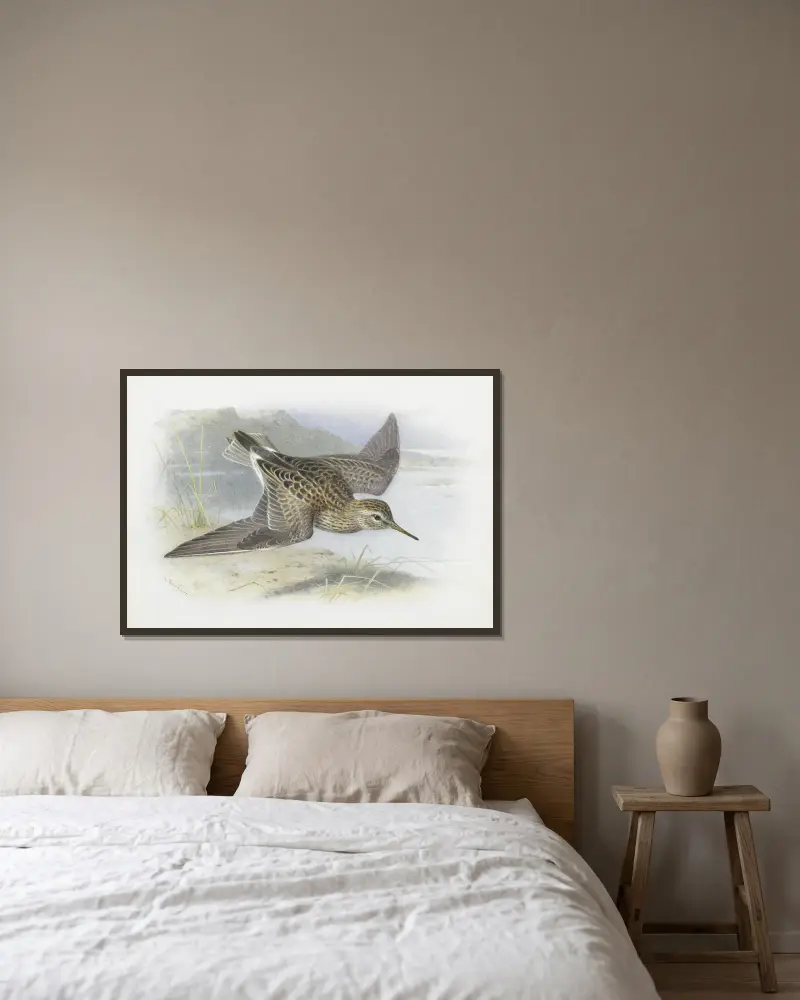 Pectoral Sandpiper av Archibald Thorburn inramad på en vägg