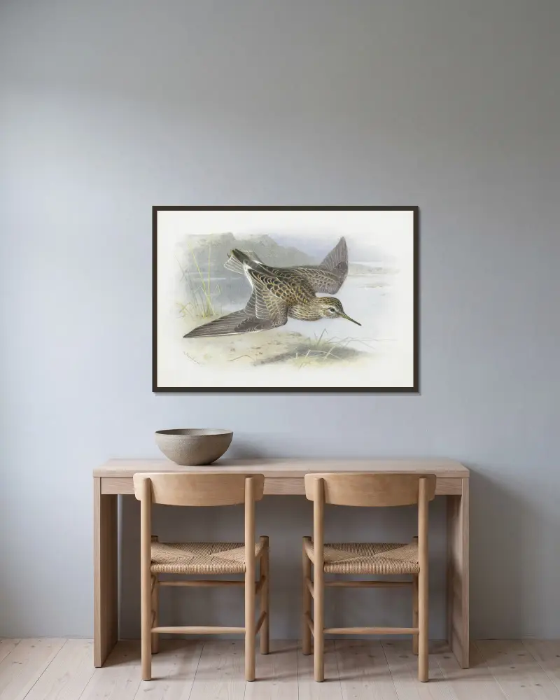 Pectoral Sandpiper av Archibald Thorburn inramad på en vägg