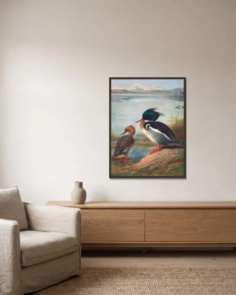 Red-Breasted Merganser av Archibald Thorburn inramad på en vägg