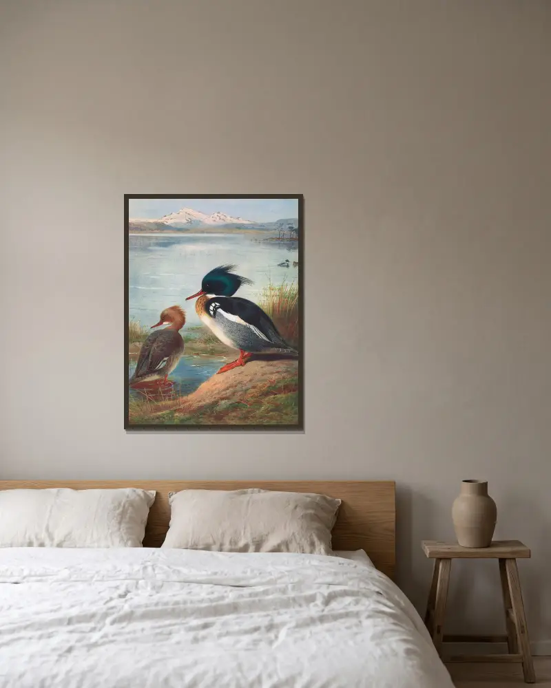 Red-Breasted Merganser av Archibald Thorburn inramad på en vägg