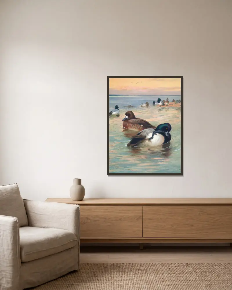 Scaup Duck av Archibald Thorburn inramad på en vägg