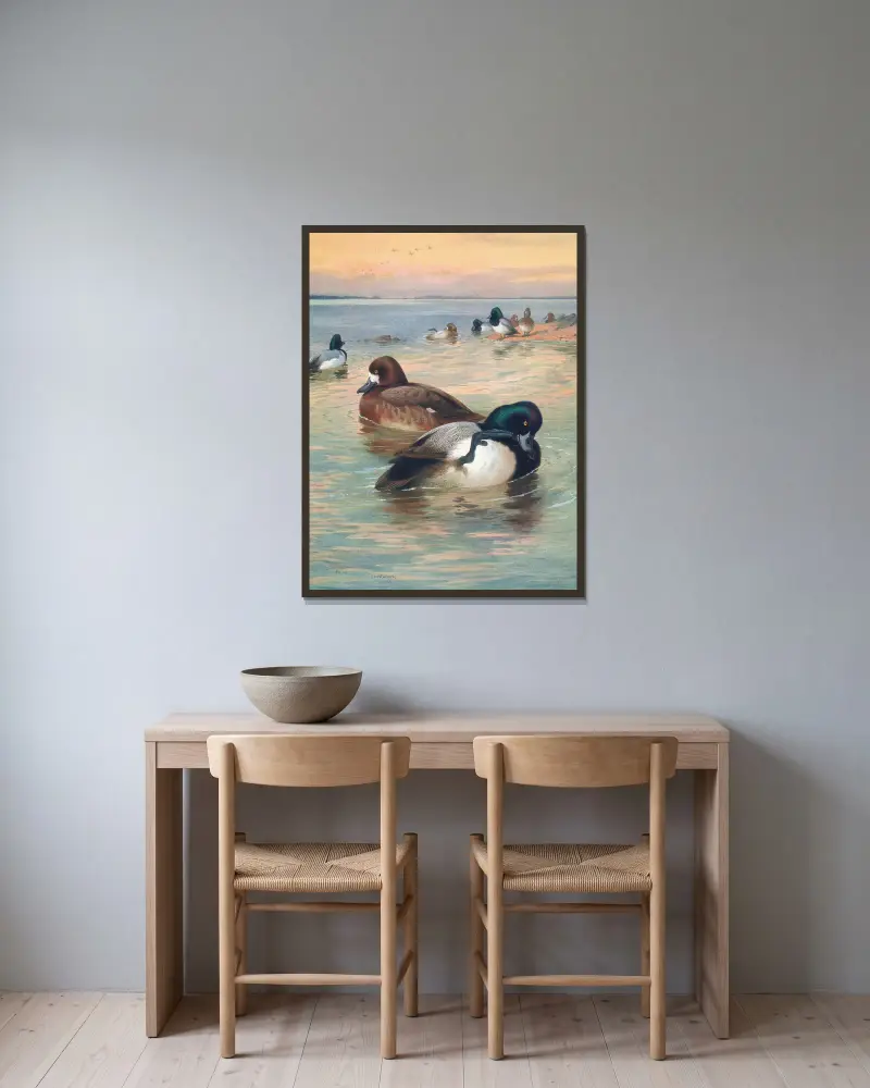 Scaup Duck av Archibald Thorburn inramad på en vägg
