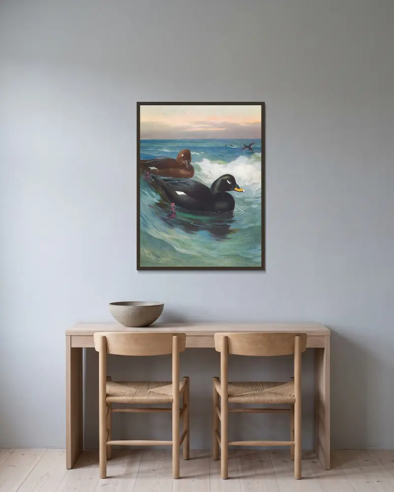 Velvet-Scoter av Archibald Thorburn inramad på en vägg