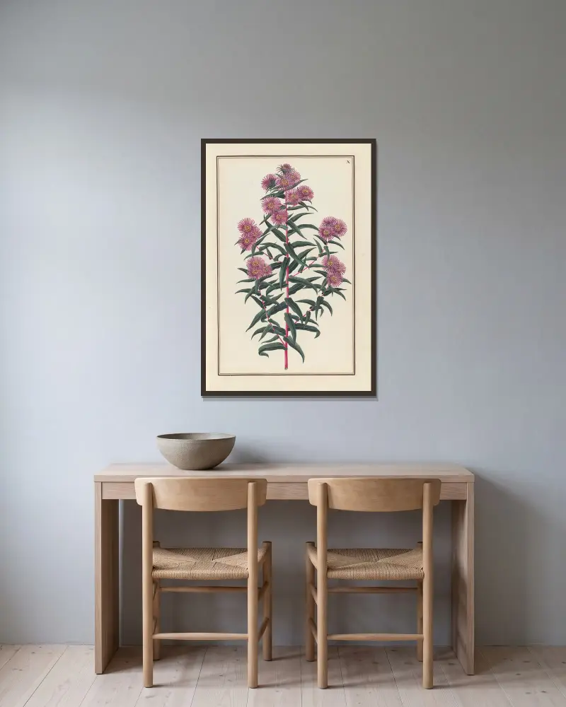 Stirpium imagines LXXV Pl.10 av Baldassare Cattrani inramad på en vägg
