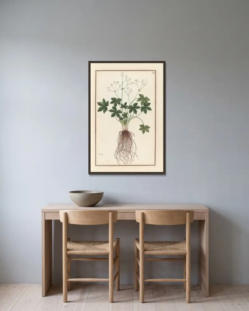 Stirpium imagines LXXV Pl.11 av Baldassare Cattrani inramad på en vägg
