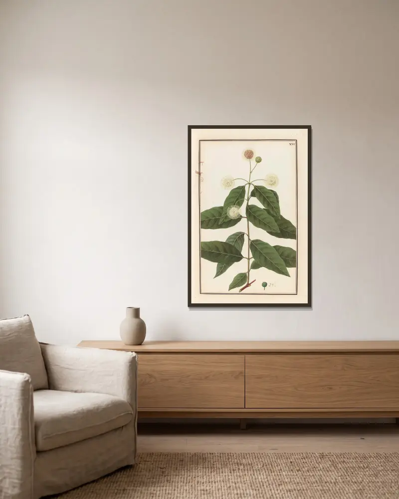 Stirpium imagines LXXV Pl.16 av Baldassare Cattrani inramad på en vägg