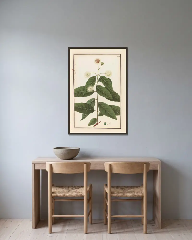 Stirpium imagines LXXV Pl.16 av Baldassare Cattrani inramad på en vägg
