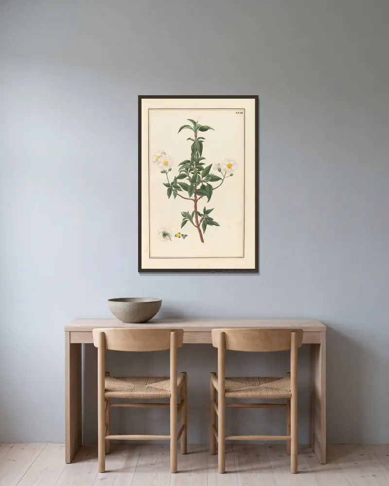 Stirpium imagines LXXV Pl.18 av Baldassare Cattrani inramad på en vägg