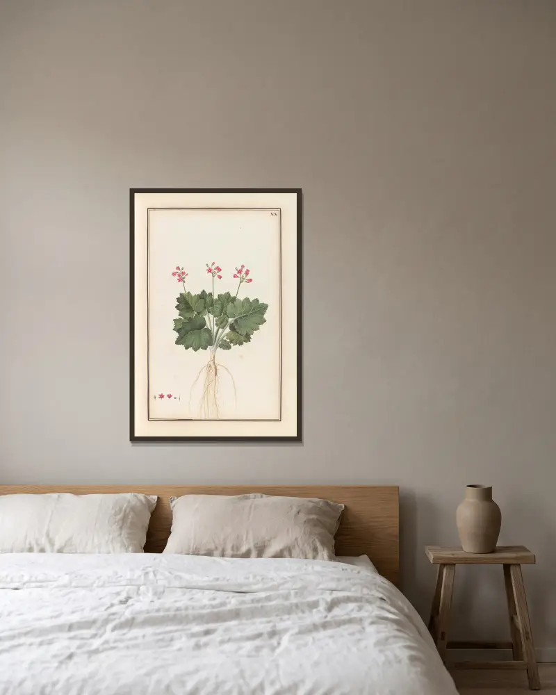 Stirpium imagines LXXV Pl.20 av Baldassare Cattrani inramad på en vägg