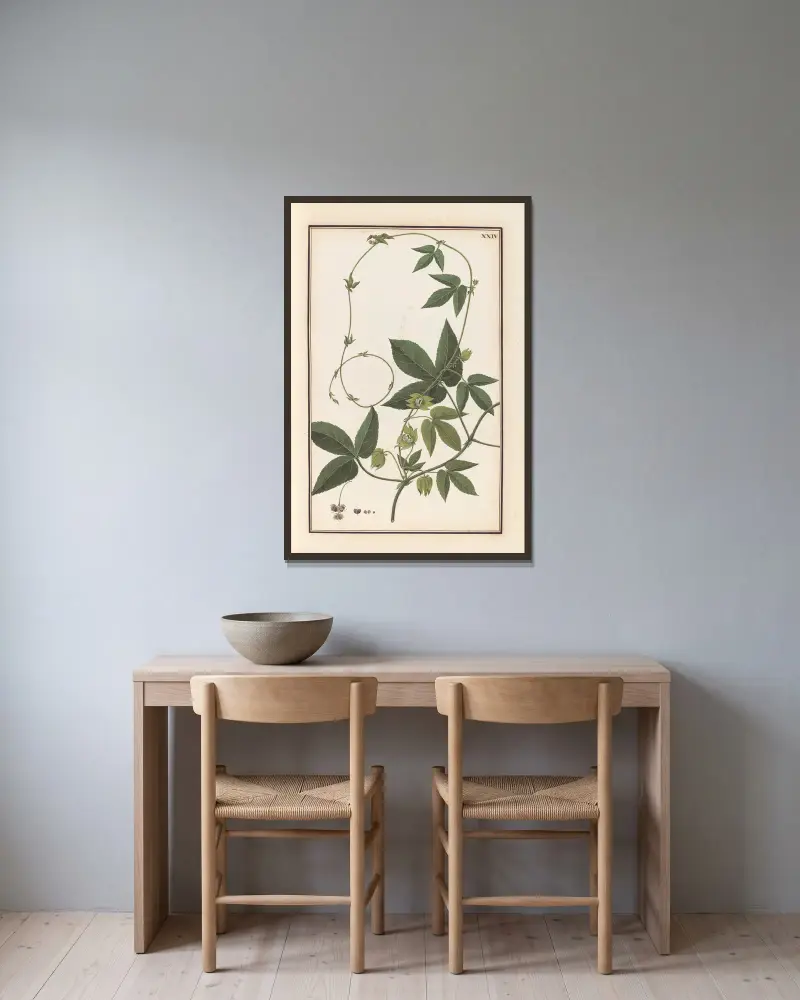 Stirpium imagines LXXV Pl.24 av Baldassare Cattrani inramad på en vägg