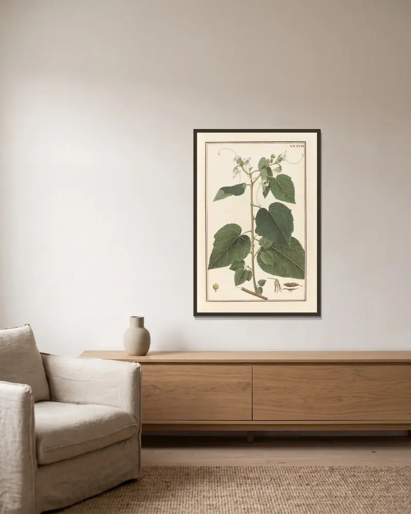Stirpium imagines LXXV Pl.37 av Baldassare Cattrani inramad på en vägg