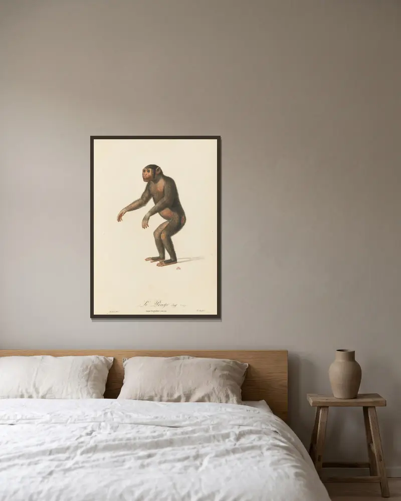 Le Pongo, Jean-Baptiste Audebert w ramie na ścianie