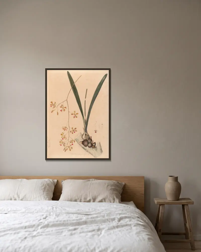 Iconographie des orchidées du Brésil Pl.11 von João Barbosa Rodrigues gerahmt an einer Wand
