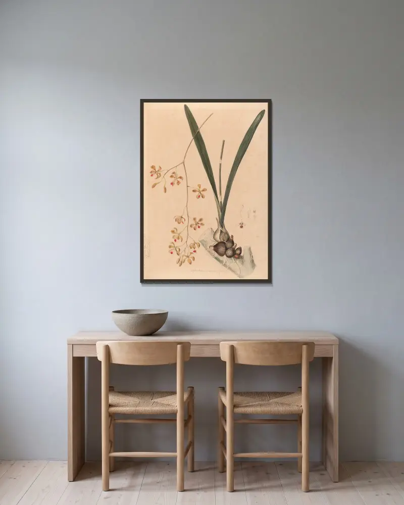 Iconographie des orchidées du Brésil Pl.11 von João Barbosa Rodrigues gerahmt an einer Wand