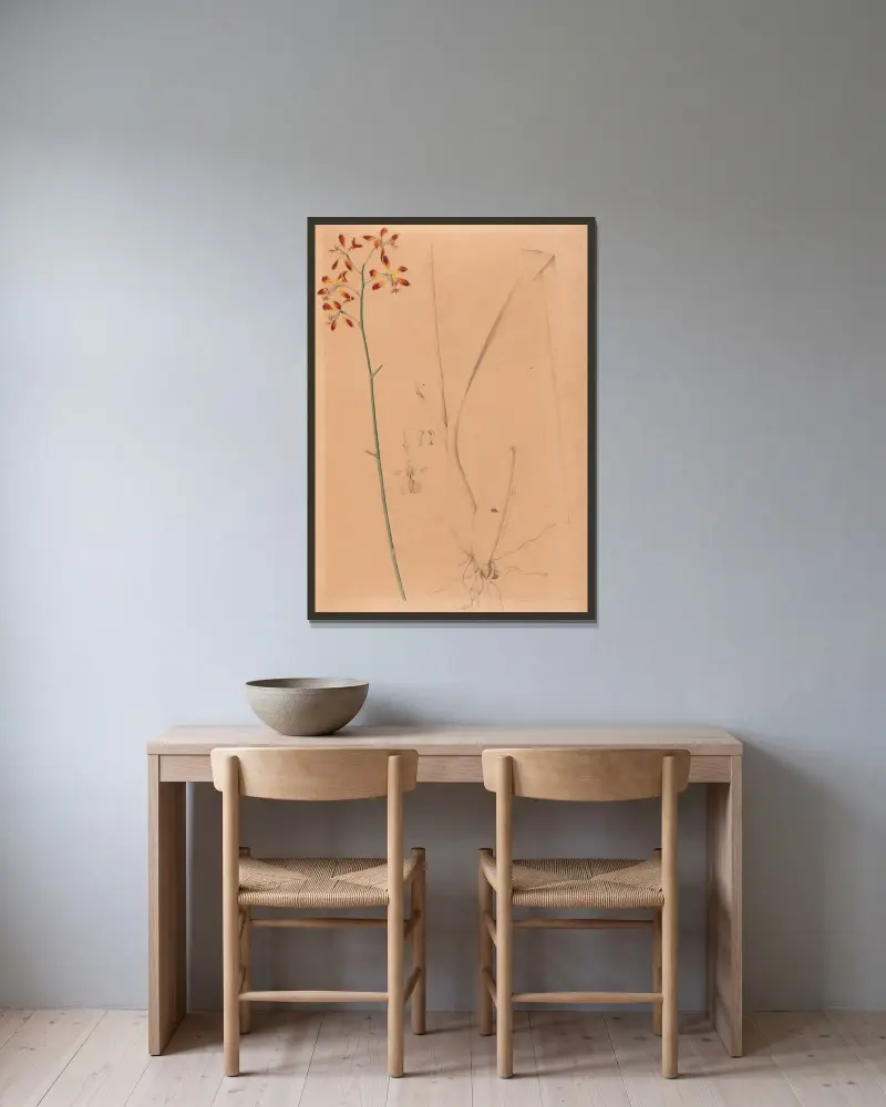 Iconographie des orchidées du Brésil Pl.12 von João Barbosa Rodrigues gerahmt an einer Wand