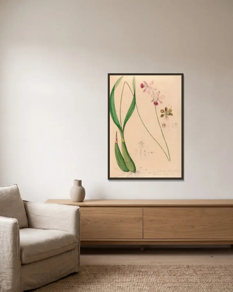 Iconographie des orchidées du Brésil Pl.13 von João Barbosa Rodrigues gerahmt an einer Wand