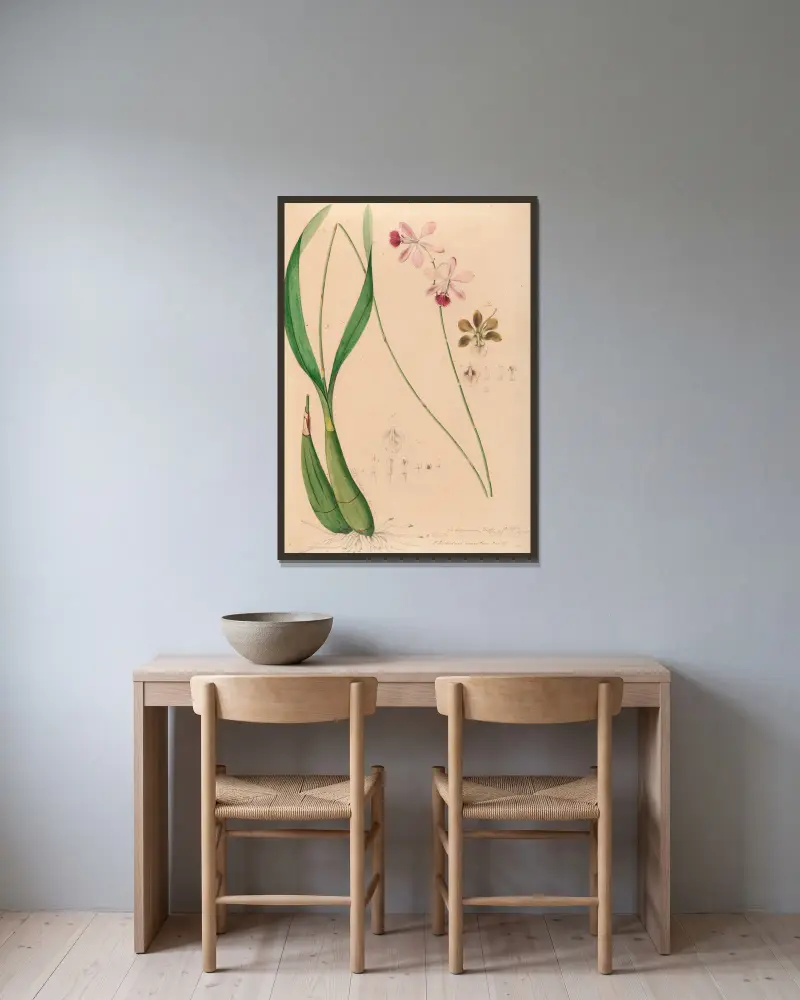 Iconographie des orchidées du Brésil Pl.13 von João Barbosa Rodrigues gerahmt an einer Wand