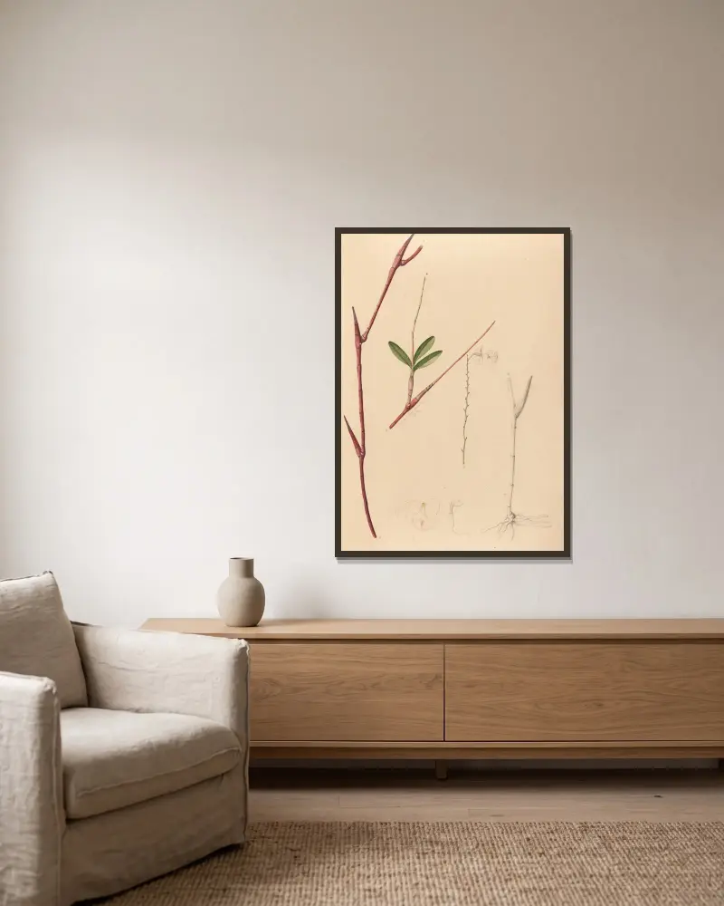 Iconographie des orchidées du Brésil Pl. 39 von João Barbosa Rodrigues gerahmt an einer Wand