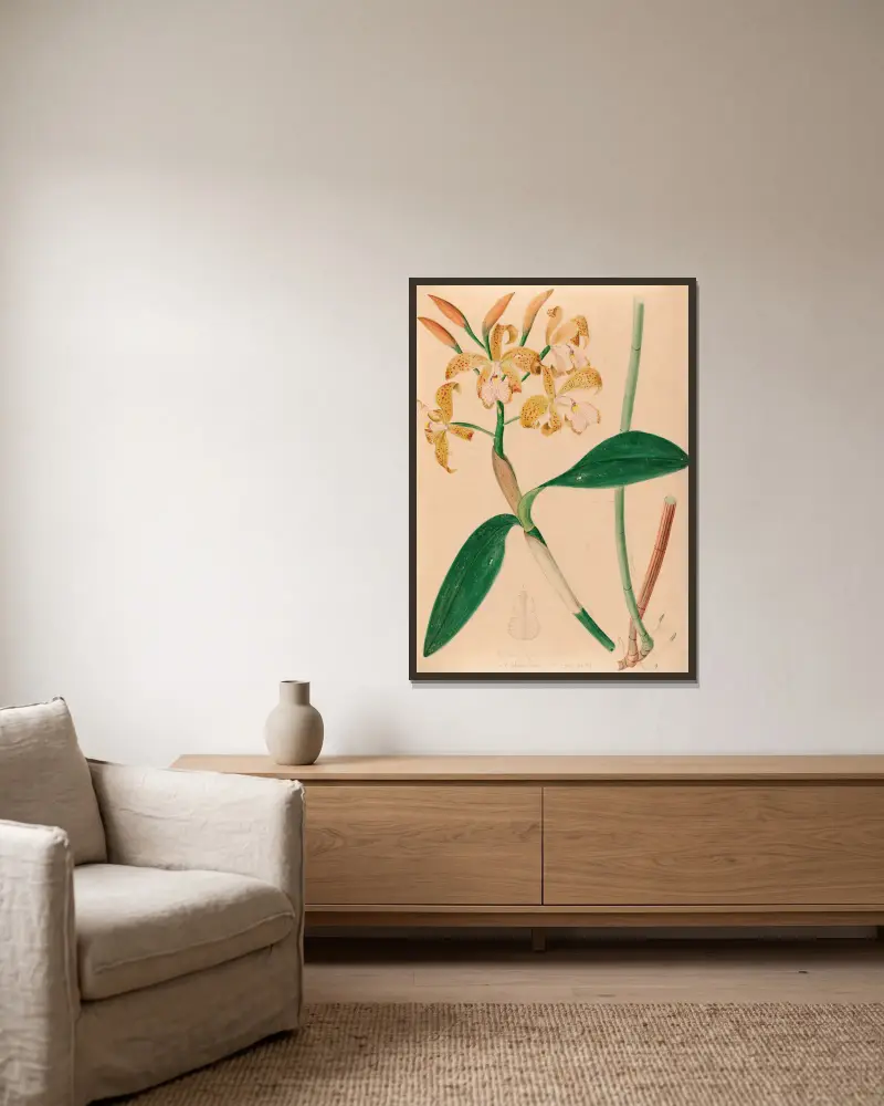 Ikonographie der Orchideen Brasiliens Taf. 46 von João Barbosa Rodrigues gerahmt an einer Wand