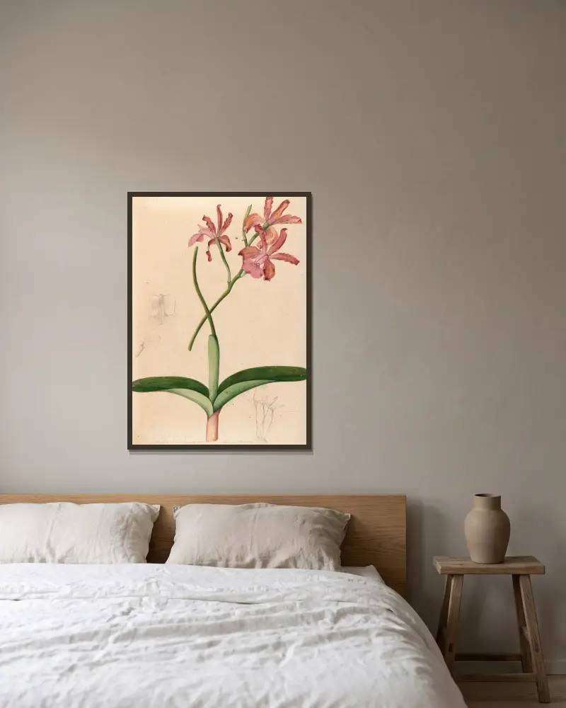 Iconographie des orchidées du Brésil Pl. 47 von João Barbosa Rodrigues gerahmt an einer Wand