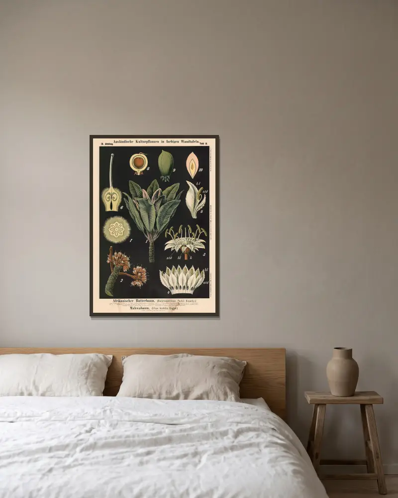 Afrikanskt smörträd (Butyrospermum parkii Kotschy), mahwabu (Illipe latifolia Engler) av Carl Bollmann inramad på en vägg