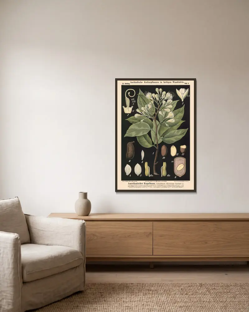 Amerikanischer Kopalbaum, Lokustbaum (Hymenaea courbaril L.) – Nr. 2 von Carl Bollmann gerahmt an einer Wand