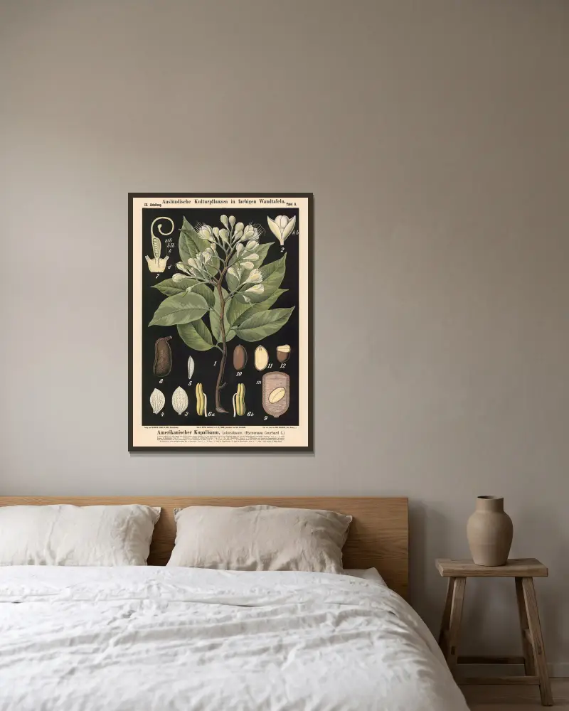 Amerikanischer Kopalbaum, Lokustbaum (Hymenaea courbaril L.) – Nr. 2 von Carl Bollmann gerahmt an einer Wand