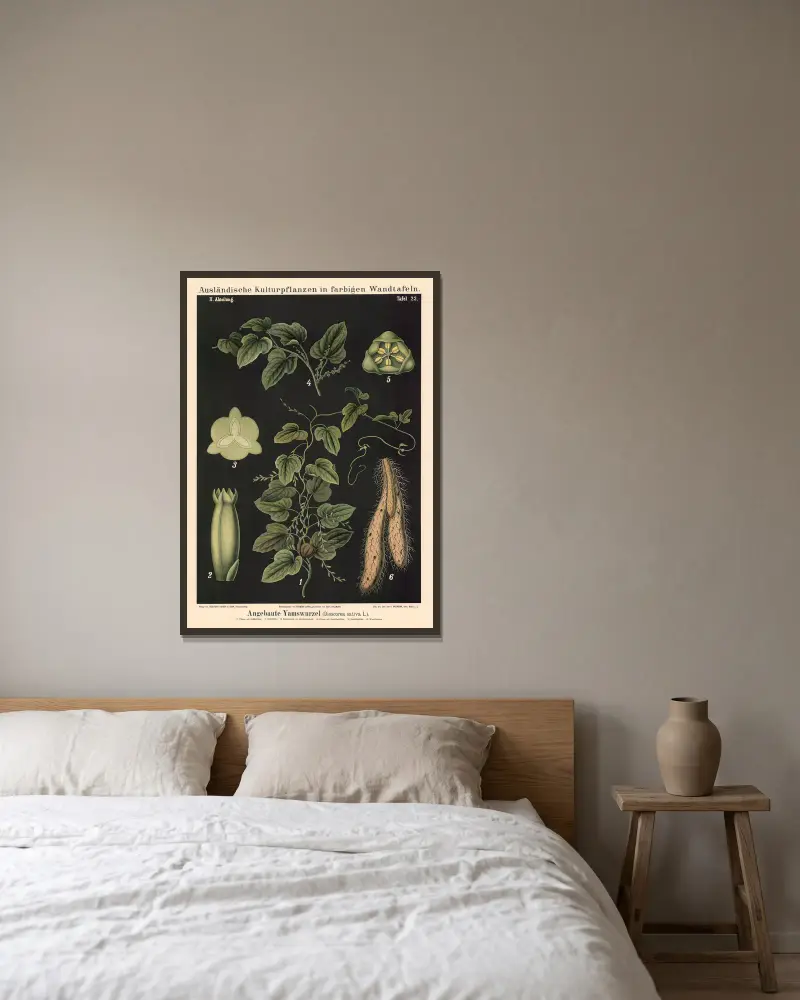 Uprawiany pochrzyn (Dioscorea sativa L.), Carl Bollmann w ramie na ścianie