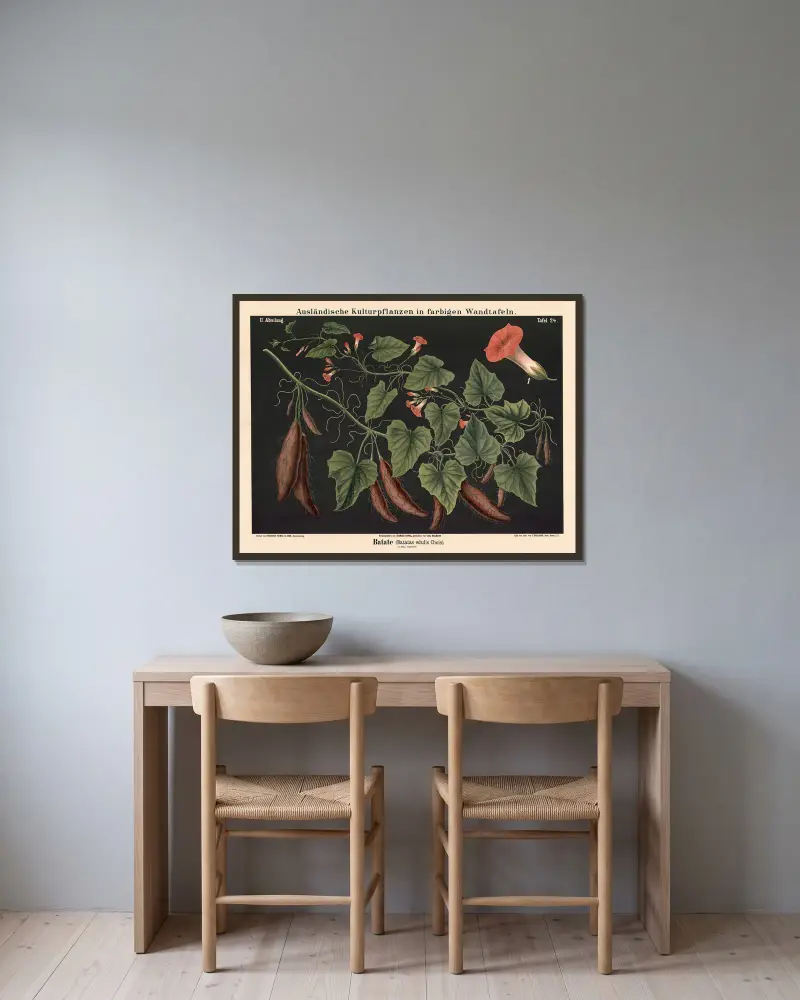 Batáta (Batatas edulis Chois), Carl Bollmann v rámu na stěně