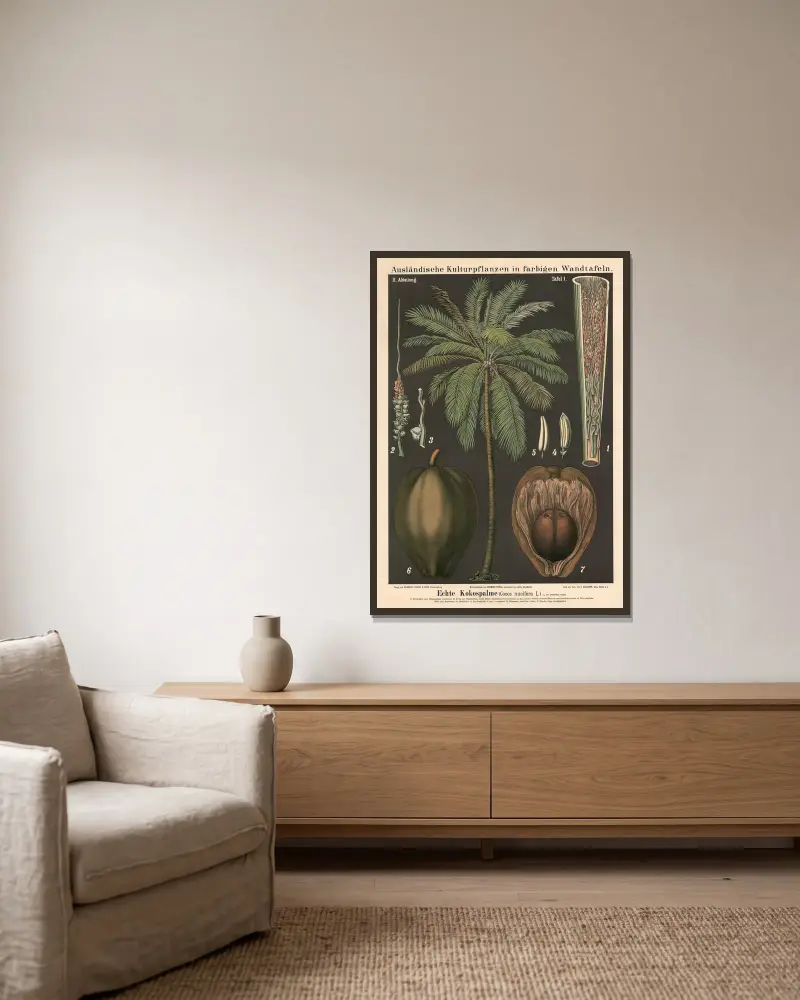 Pravá kokosová palma (Cocos nucifera L.), Carl Bollmann v rámu na stěně