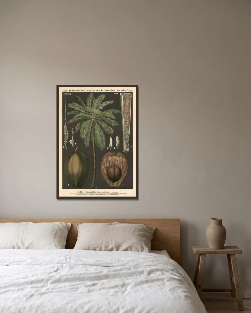 Pravá kokosová palma (Cocos nucifera L.), Carl Bollmann v rámu na stěně