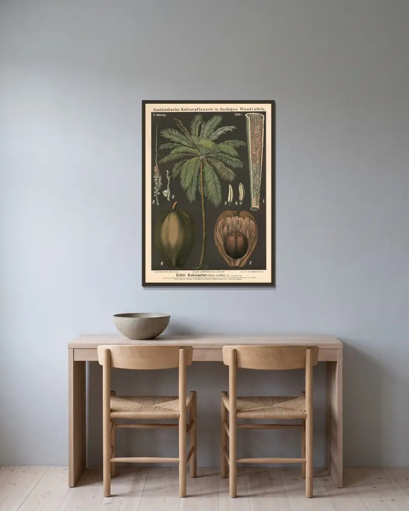 Pravá kokosová palma (Cocos nucifera L.), Carl Bollmann v rámu na stěně
