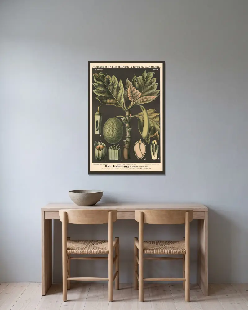 Pravý chlebovník (Artocarpus incisa L.fil.), Carl Bollmann v rámu na stěně