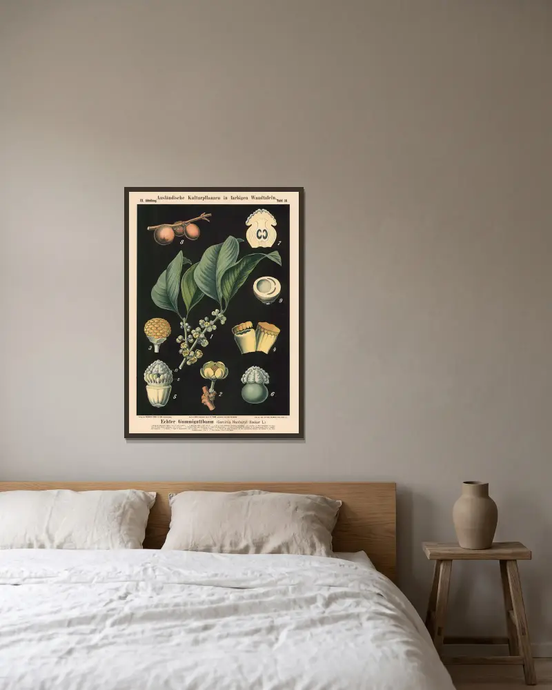 Echter Gummiguttbaum (Garcinia hanburyi Hooker f.) von Carl Bollmann gerahmt an einer Wand