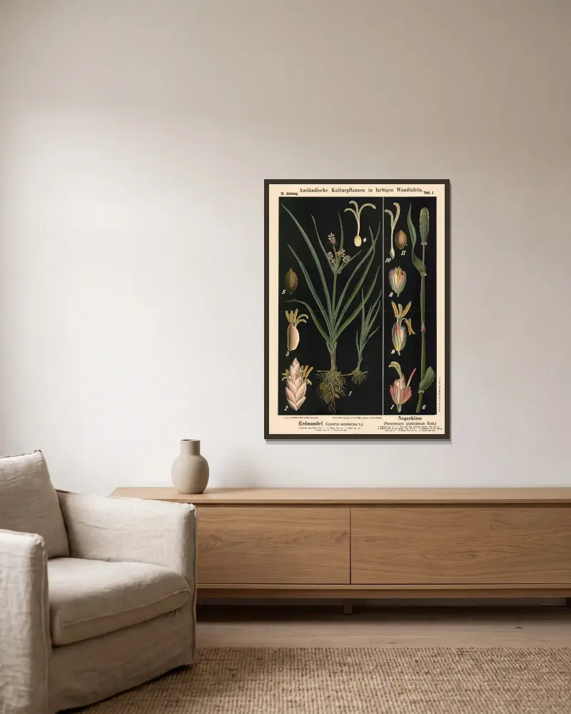 Erdmandel (Cyperus esculentus L.) – Negerhirse (Pennisetum typhoideum Rich.) von Carl Bollmann gerahmt an einer Wand
