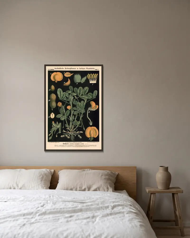 Podzemnice olejná (Arachis hypogaea Linné.), Carl Bollmann v rámu na stěně