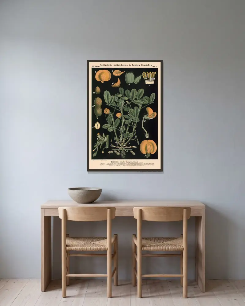 Podzemnice olejná (Arachis hypogaea Linné.), Carl Bollmann v rámu na stěně