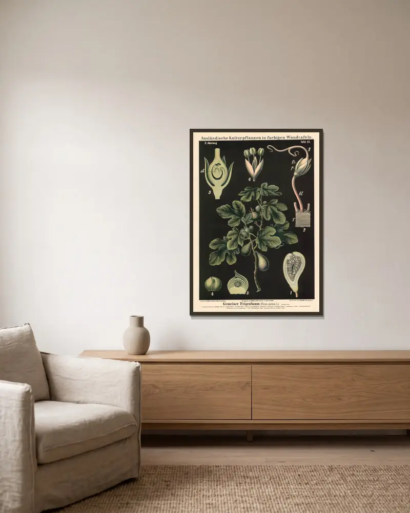 Fíkovník obecný (Ficus carica L.), Carl Bollmann v rámu na stěně