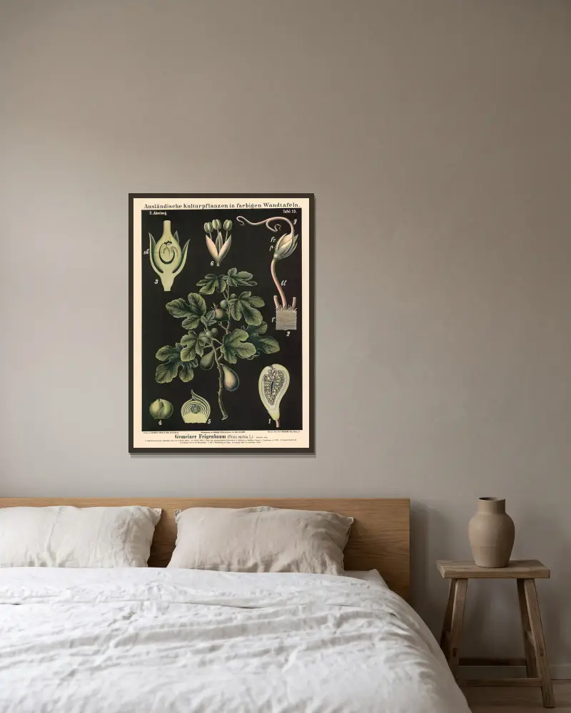 Fíkovník obecný (Ficus carica L.), Carl Bollmann v rámu na stěně