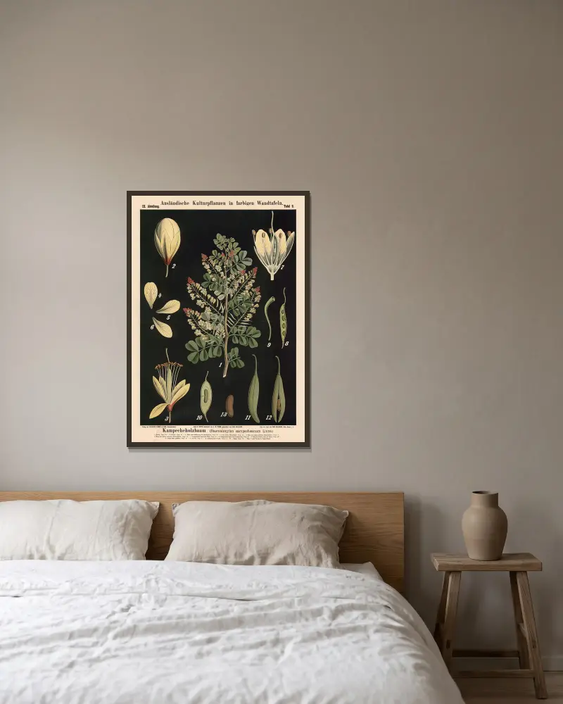 Blutholzbaum (Haematoxylon campechianum Linné) von Carl Bollmann gerahmt an einer Wand