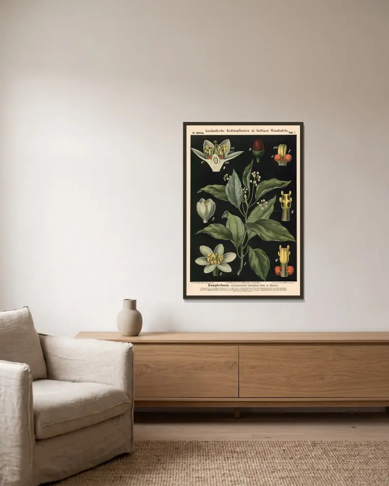 Kampferbaum (Cinnamomum Camphora Nees et Eberm.) von Carl Bollmann gerahmt an einer Wand