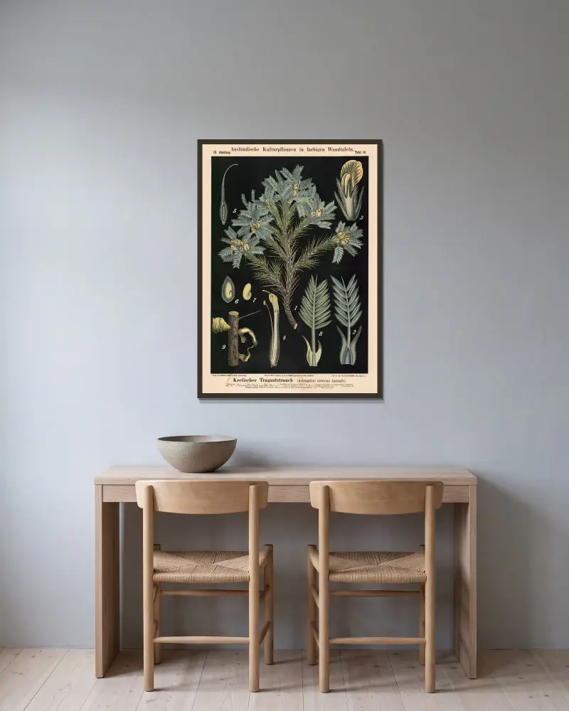 Kretischer Tragantstrauch (Astragalus creticus Lamark) av Carl Bollmann inramad på en vägg