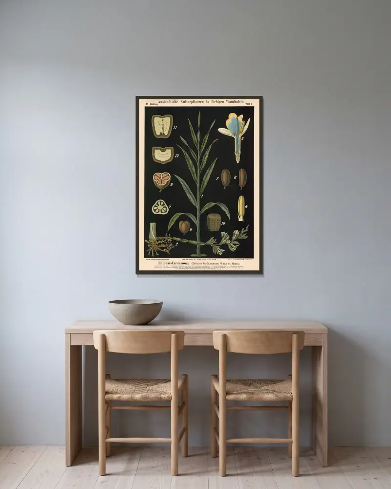 Malabar-Cardamome (Elettaria Cardamomum White et Maton), Carl Bollmann w ramie na ścianie