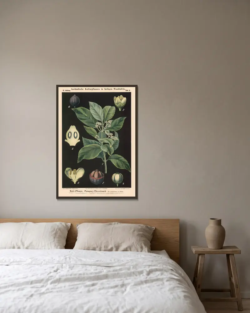 Mateplanta, paraguayte (Ilex paraguariensis St. Hilaire) av Carl Bollmann inramad på en vägg