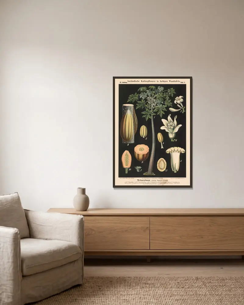 Melonenbaum (Carica Papaya Linné) von Carl Bollmann gerahmt an einer Wand