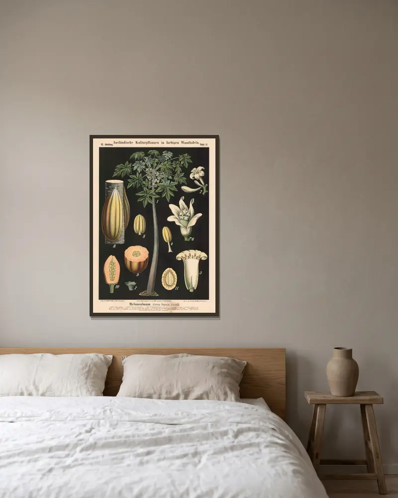 Melonenbaum (Carica Papaya Linné) von Carl Bollmann gerahmt an einer Wand
