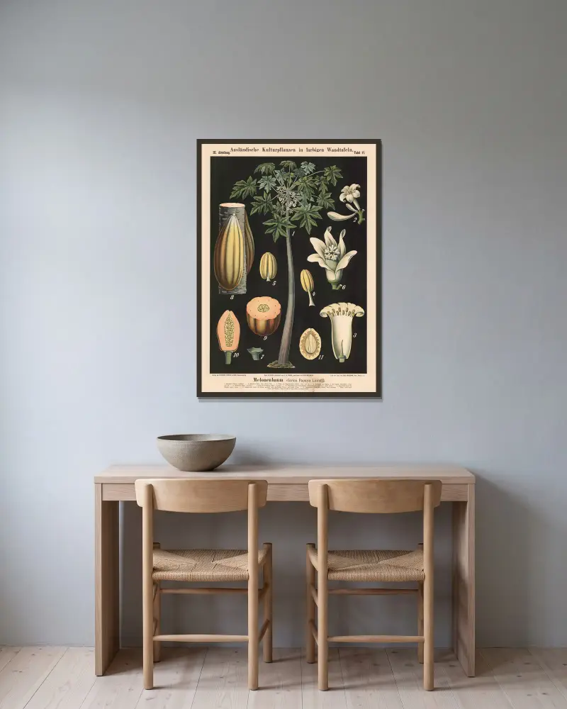 Melonenbaum (Carica Papaya Linné) von Carl Bollmann gerahmt an einer Wand